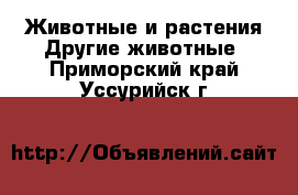 Животные и растения Другие животные. Приморский край,Уссурийск г.